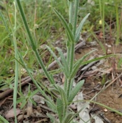 Wahlenbergia stricta subsp. stricta at Cook, ACT - 12 Nov 2020 06:24 AM