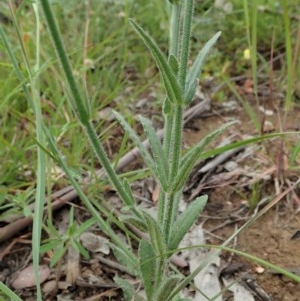 Wahlenbergia stricta subsp. stricta at Cook, ACT - 12 Nov 2020