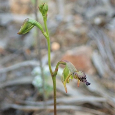 Caleana minor (Small Duck Orchid) at Aranda Bushland - 16 Nov 2020 by CathB