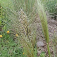 Austrostipa densiflora (Foxtail Speargrass) at Conder, ACT - 26 Oct 2020 by michaelb