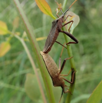 Amorbus sp. (genus) (Eucalyptus Tip bug) at Cook, ACT - 18 Nov 2020 by CathB