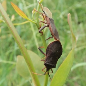 Amorbus sp. (genus) at Cook, ACT - 19 Nov 2020