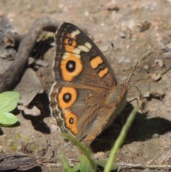 Junonia villida (Meadow Argus) at Conder, ACT - 3 Nov 2020 by MichaelBedingfield