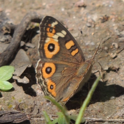 Junonia villida (Meadow Argus) at Conder, ACT - 3 Nov 2020 by MichaelBedingfield