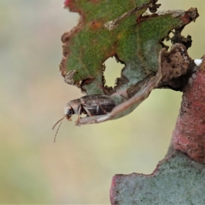 Edusella sp. (genus) (A leaf beetle) at Mount Painter - 18 Nov 2020 by CathB