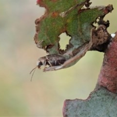 Edusella sp. (genus) (A leaf beetle) at Cook, ACT - 18 Nov 2020 by CathB