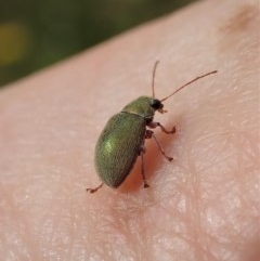 Edusella puberula (Leaf beetle) at Mount Painter - 18 Nov 2020 by CathB