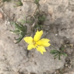 Goodenia pinnatifida (Scrambled Eggs) at Callum Brae - 28 Nov 2020 by MattFox