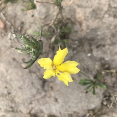 Goodenia pinnatifida (Scrambled Eggs) at Callum Brae - 28 Nov 2020 by MattFox