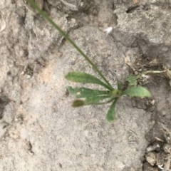 Goodenia pinnatifida at Symonston, ACT - 28 Nov 2020