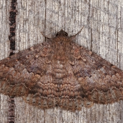 Eudesmeola lawsoni (Lawson's Night Moth) at Melba, ACT - 13 Nov 2020 by kasiaaus