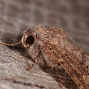 Eudesmeola lawsoni at Melba, ACT - 13 Nov 2020 12:09 PM