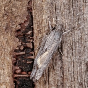 Lichenaula tuberculata at Melba, ACT - 13 Nov 2020 12:11 PM