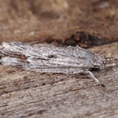 Lichenaula tuberculata at Melba, ACT - 13 Nov 2020 12:11 PM