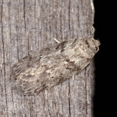 Philobota philostaura (A Concealer moth (Philobota group)) at Melba, ACT - 13 Nov 2020 by kasiaaus