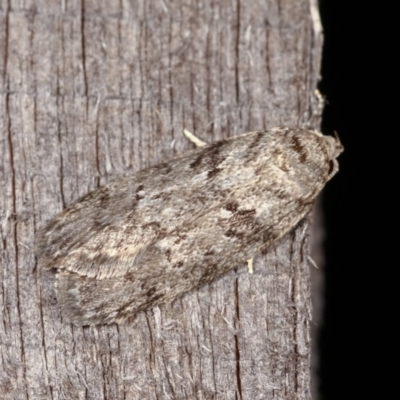 Philobota philostaura (A Concealer moth (Philobota group)) at Melba, ACT - 13 Nov 2020 by kasiaaus