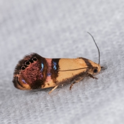 Eupselia satrapella and similar species (An Hypertrophid moth) at Melba, ACT - 13 Nov 2020 by kasiaaus