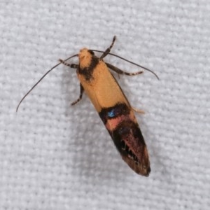 Eupselia satrapella and similar species at Melba, ACT - 13 Nov 2020