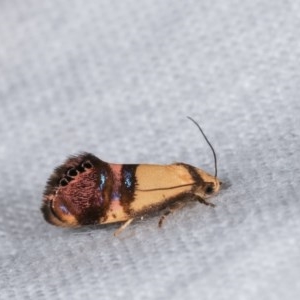 Eupselia satrapella and similar species at Melba, ACT - 13 Nov 2020