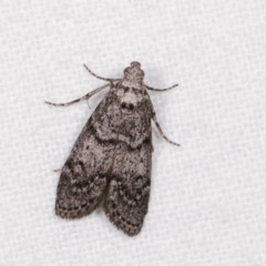 Heteromicta pachytera (Galleriinae subfamily moth) at Melba, ACT - 13 Nov 2020 by kasiaaus