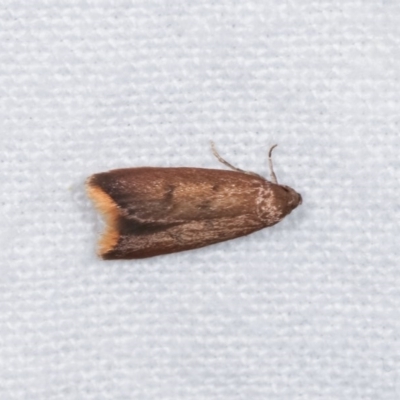 Tachystola acroxantha (A Concealer moth) at Melba, ACT - 13 Nov 2020 by kasiaaus