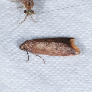 Tachystola acroxantha at Melba, ACT - 13 Nov 2020