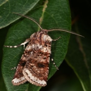 Agrotis porphyricollis at Melba, ACT - 13 Nov 2020 12:20 PM