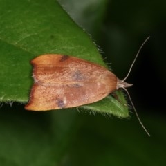 Tortricopsis uncinella (A concealer moth) at Melba, ACT - 13 Nov 2020 by kasiaaus