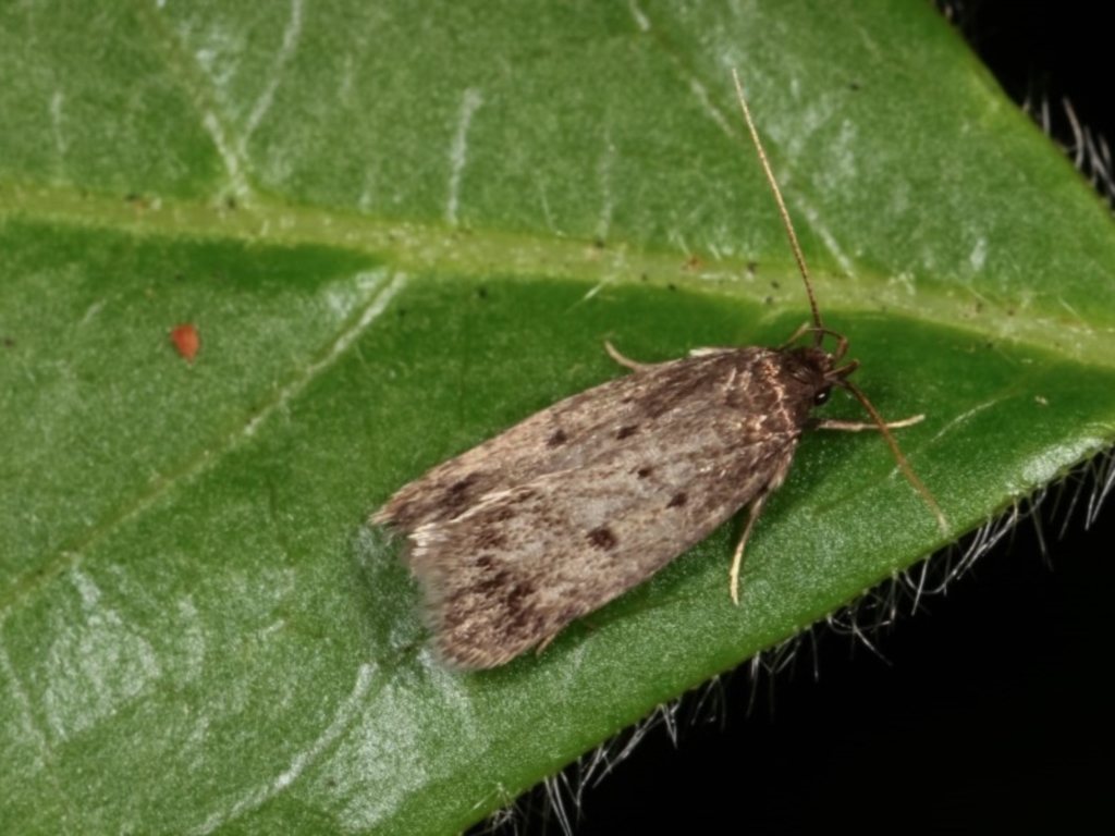 Barea (genus) at Melba, ACT - 13 Nov 2020
