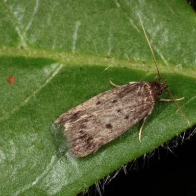 Barea (genus) (A concealer moth) at Melba, ACT - 13 Nov 2020 by kasiaaus