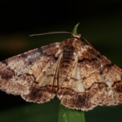 Cryphaea xylina at Melba, ACT - 13 Nov 2020