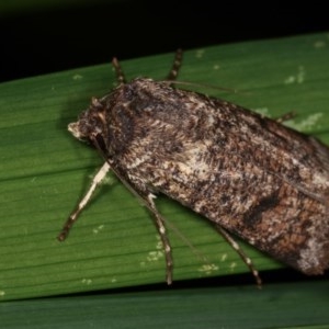 Agrotis porphyricollis at Melba, ACT - 13 Nov 2020