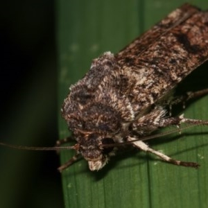 Agrotis porphyricollis at Melba, ACT - 13 Nov 2020 12:25 PM