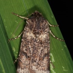 Agrotis porphyricollis at Melba, ACT - 13 Nov 2020