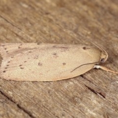 Heliocausta undescribed species (A concealer moth) at Melba, ACT - 13 Nov 2020 by kasiaaus