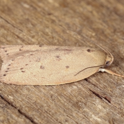 Heliocausta undescribed species (A concealer moth) at Melba, ACT - 13 Nov 2020 by kasiaaus