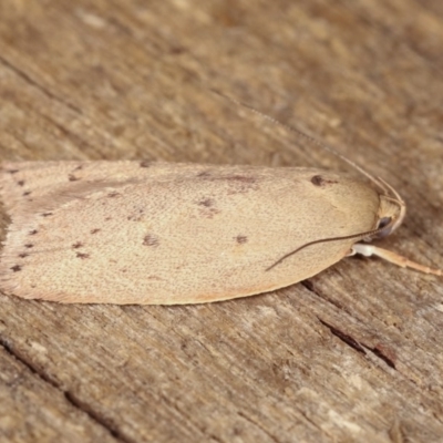 Heliocausta undescribed species (A Concealer moth (Wingia group)) at Melba, ACT - 13 Nov 2020 by kasiaaus