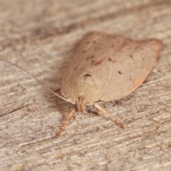 Heliocausta undescribed species at Melba, ACT - 13 Nov 2020 12:28 PM