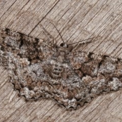Unplaced externaria (Mahogany Bark Moth (formerly Hypomecis externaria)) at Melba, ACT - 13 Nov 2020 by kasiaaus