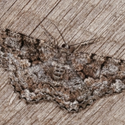 Unplaced externaria (Mahogany Bark Moth (formerly Hypomecis externaria)) at Melba, ACT - 13 Nov 2020 by kasiaaus