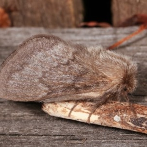 Pernattia pusilla at Melba, ACT - 13 Nov 2020 12:39 PM