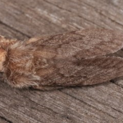 Pernattia pusilla at Melba, ACT - 13 Nov 2020 12:39 PM