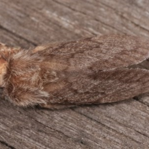 Pernattia pusilla at Melba, ACT - 13 Nov 2020 12:39 PM