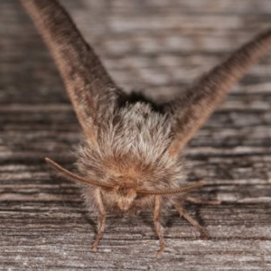 Pernattia pusilla at Melba, ACT - 13 Nov 2020 12:39 PM