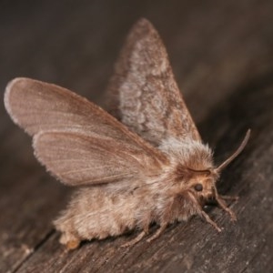 Pernattia pusilla at Melba, ACT - 13 Nov 2020 12:39 PM