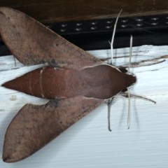 Hippotion scrofa (Coprosma Hawk Moth) at Ainslie, ACT - 28 Nov 2020 by jb2602