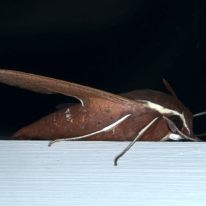 Hippotion scrofa at Ainslie, ACT - 28 Nov 2020