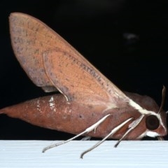 Hippotion scrofa at Ainslie, ACT - 28 Nov 2020