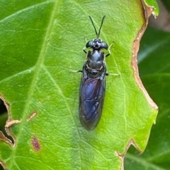 Hermetia illucens (American Soldier Fly) at Kambah, ACT - 29 Nov 2020 by FeralGhostbat