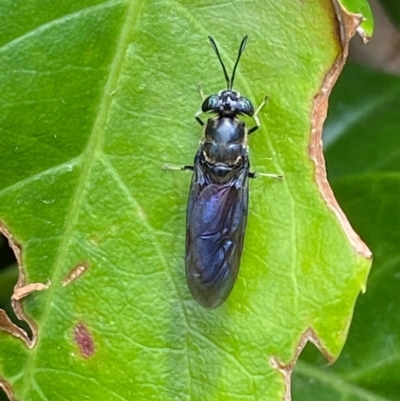 Hermetia illucens (American Soldier Fly) at Kambah, ACT - 29 Nov 2020 by FeralGhostbat